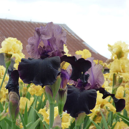 Gotham Reblooming Bearded Iris