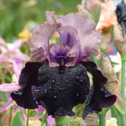 Gotham Reblooming Bearded Iris