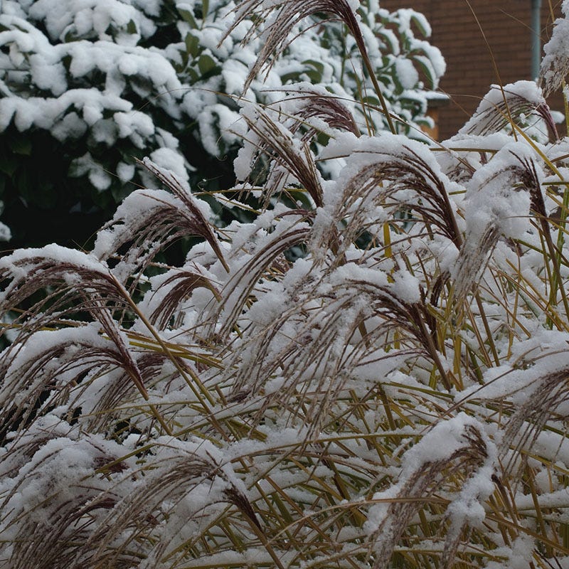 Gracillimus Miscanthus Grass