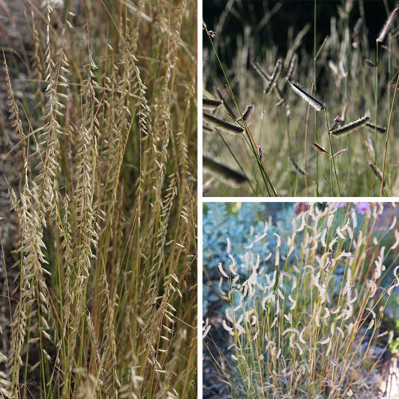 Grama Grass Collection