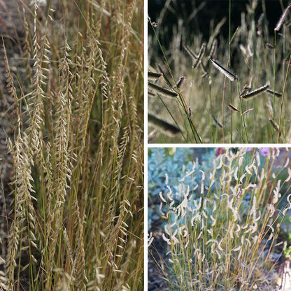 Grama Grass Collection