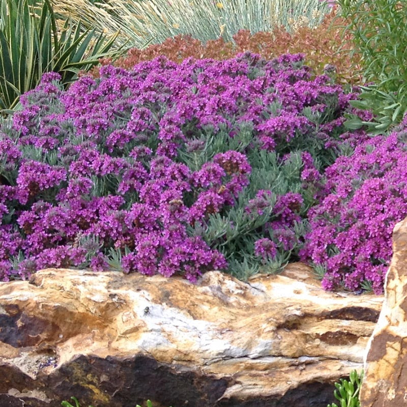 ground cover seeds for fall planting Drought Resistant Groundcover Collection