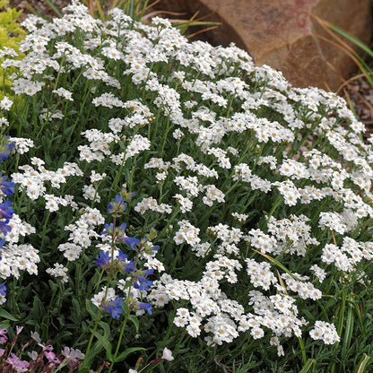 Elegant Elevation Collection