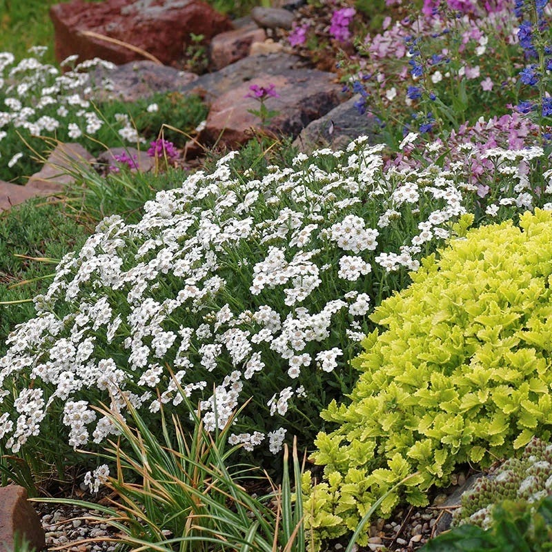 Greek Yarrow
