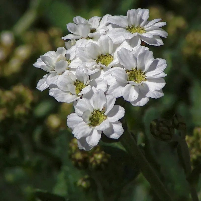 High Country Gardens Greek Yarrow