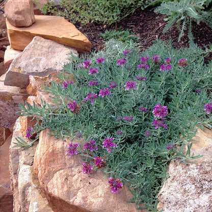 Gray Creeping Germander (Teucrium)
