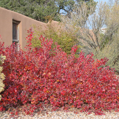 Gro-Low Sumac (Rhus)