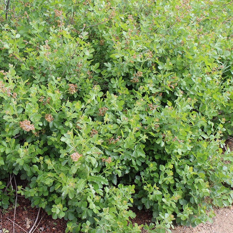 Rhus aromatica 'Gro-Low' - Thumbnail 4