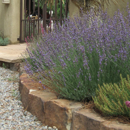 Three Tier Lavender Collection