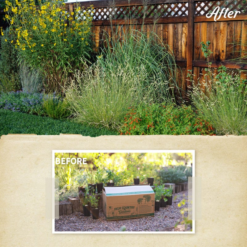 Habitat Hero Birdwatcher Pre-Planned Garden