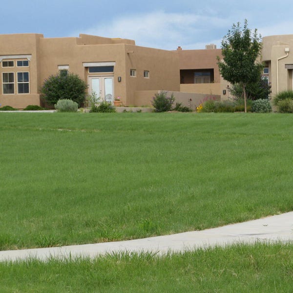 Hachita Blue Grama Grass Plugs