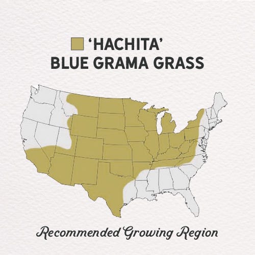 Hachita Blue Grama Grass Seed - 1 LB