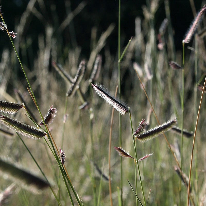 Grama Grass Collection