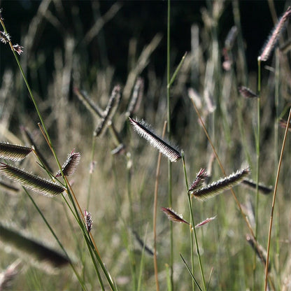 Grama Grass Collection