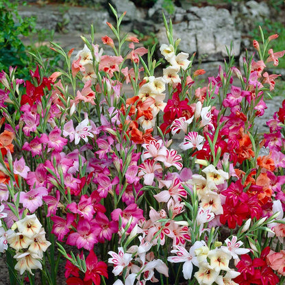 Bold & Hardy Summer Blooms Bulb Collection