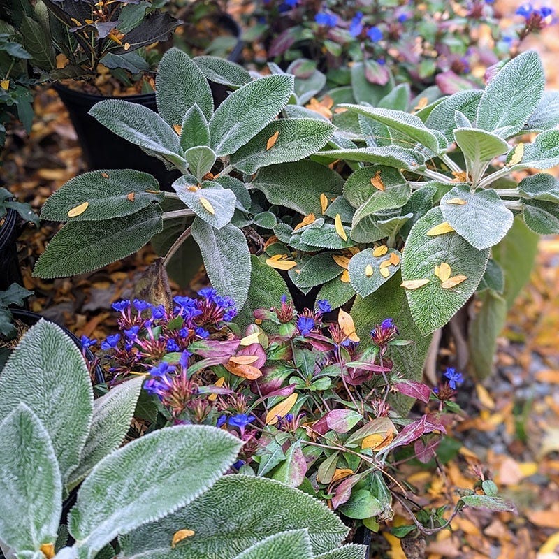 succulent ground cover for shade Dry Shade Groundcover Collection