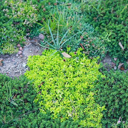 Hardy Yellow Ice Plant
