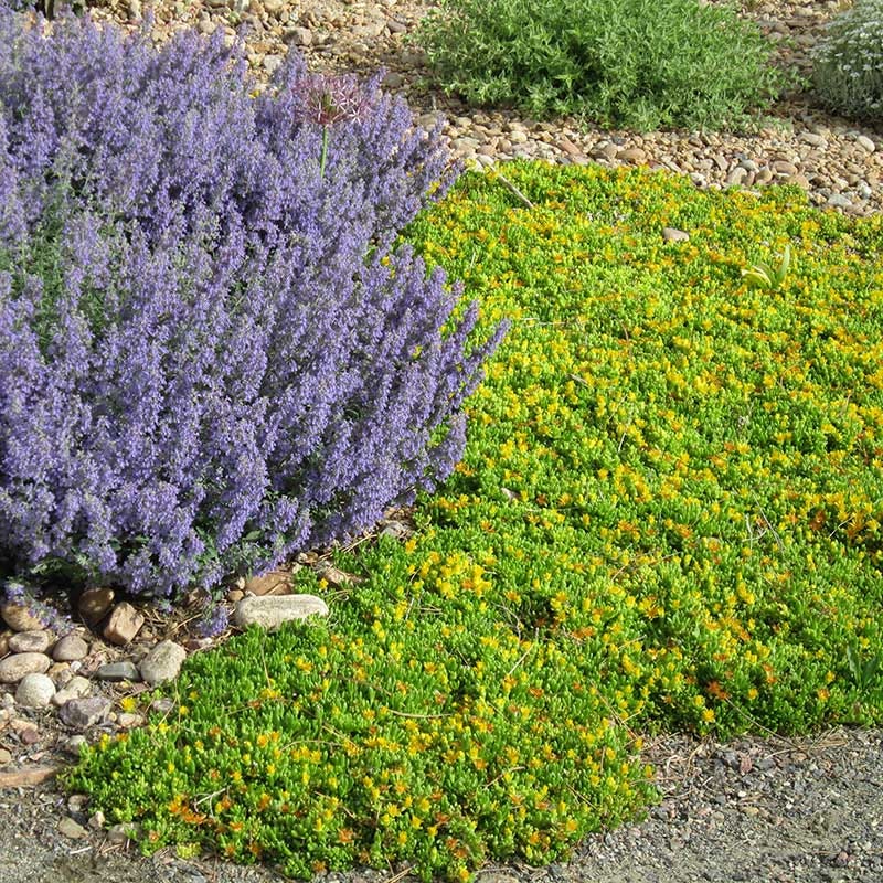 yellow flower succulent ground cover Hardy Yellow Ice Plant, Delosperma nubigenum