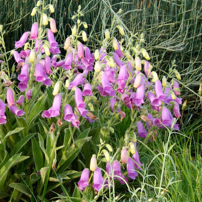 Spanish Peaks® Foxglove