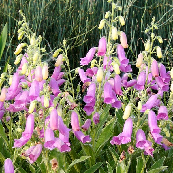 Spanish Peaks® Foxglove