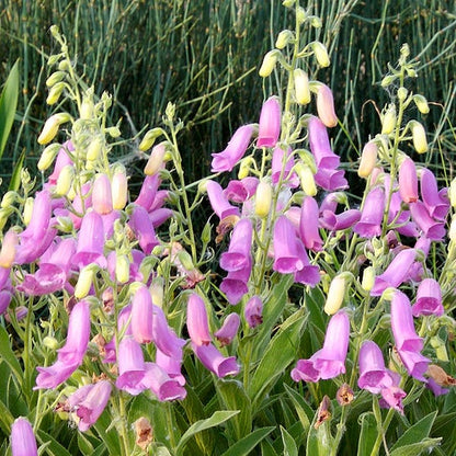 Spanish Peaks® Foxglove