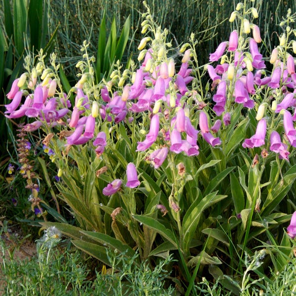 Spanish Peaks® Foxglove