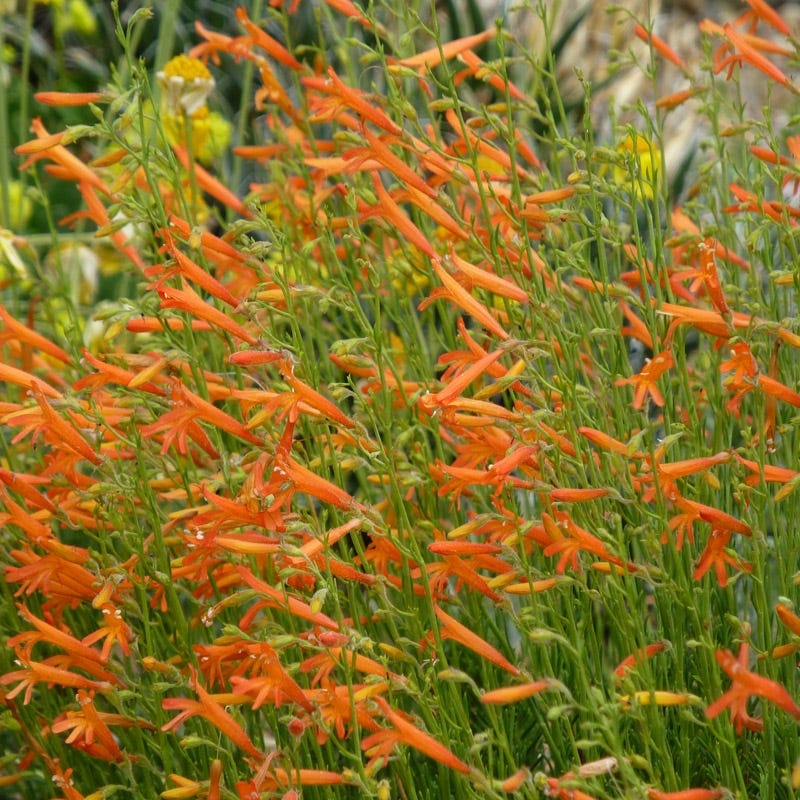 Luminous Pineleaf Penstemon