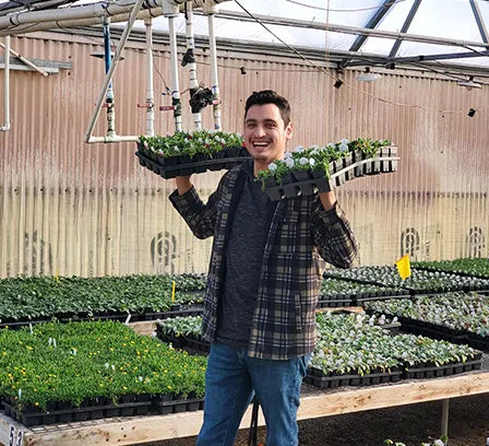 perennials in bulk greenhouse