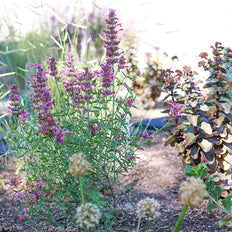 Deer Resistant Plants