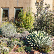 Very Waterwise Plants