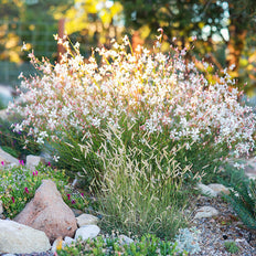 Exclusive Plants & Introductions