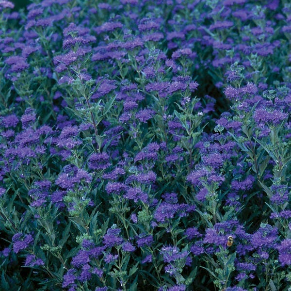 First Choice Caryopteris
