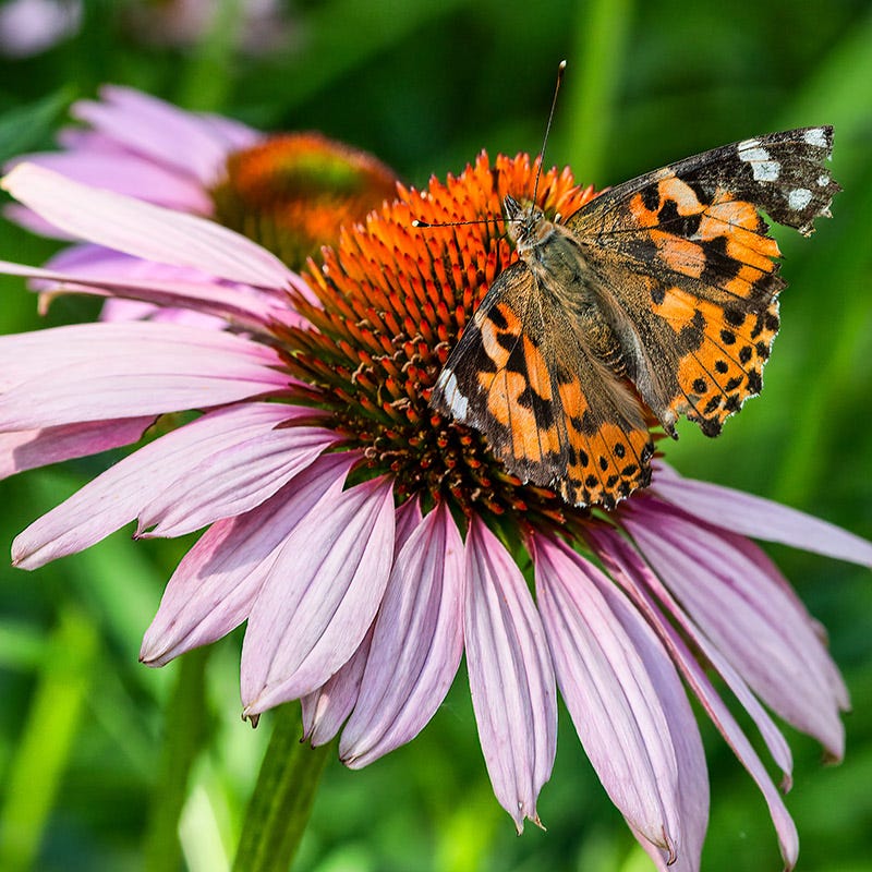 butterfly flower seeds mix High Country Butterfly Habitat Wildflower Seed Mix
