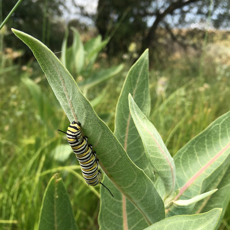 monarch butterfly wildflower seed mix High Country Butterfly Habitat Wildflower Seed Mix