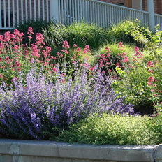 High Elevation Plants