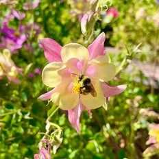 Bee Friendly Plants