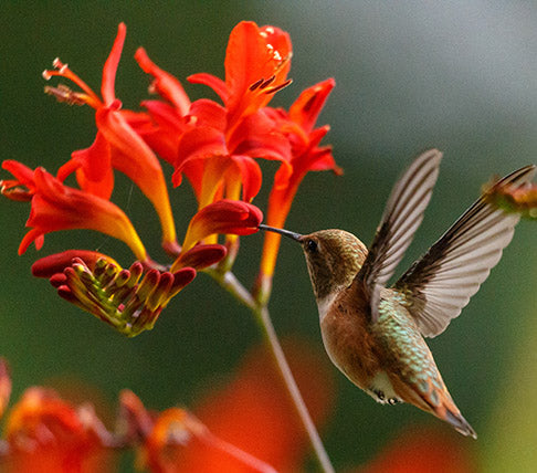 Coral Hummingbird Trumpet, Zauschneria canum v. latifolium