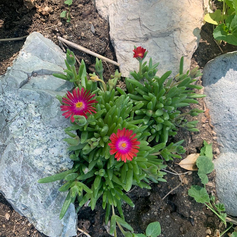 succulent ice plant flower Jewel of Desert Garnet Ice Plant, Delosperma