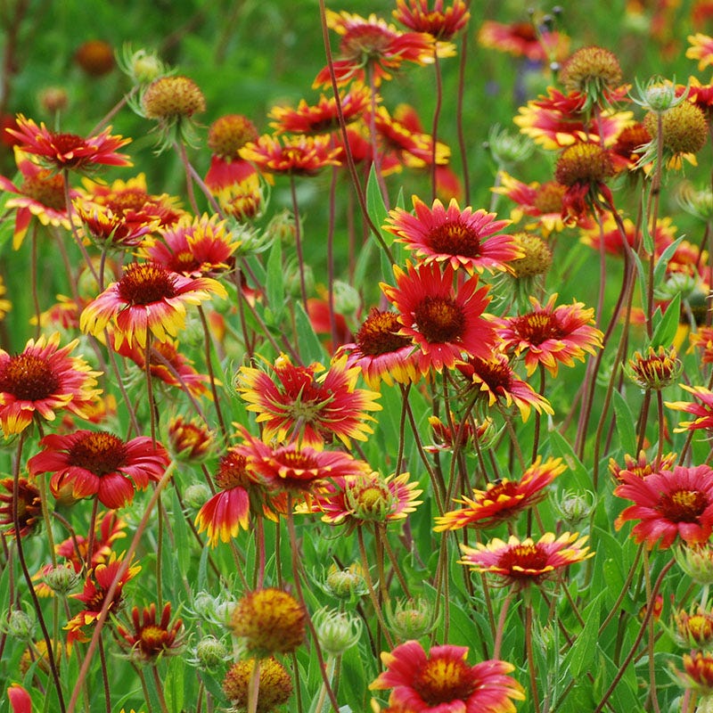 Native Dry Area Wildflower Seed Mix