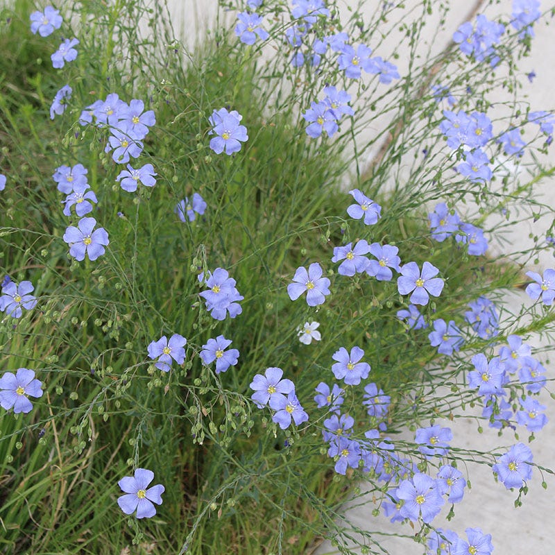 Native Dry Area Wildflower Seed Mix