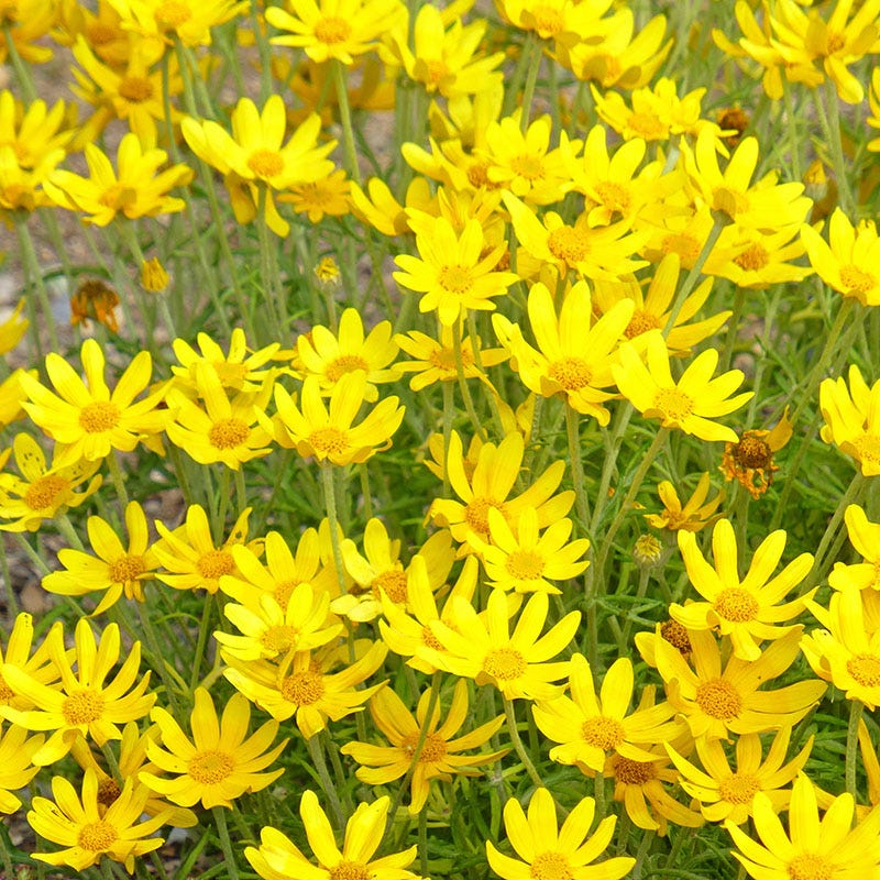 wildflower seeds oregon Native Dry Area Wildflower Seed Mix