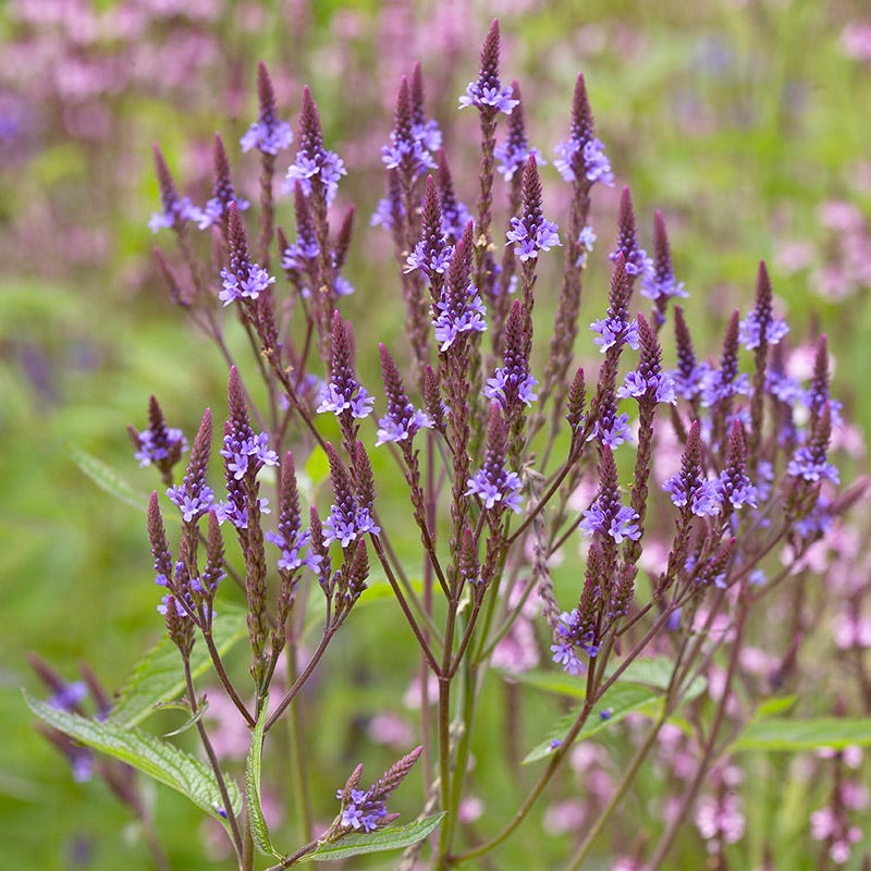 dry area wildflower seed mix Native Dry Area Wildflower Seed Mix