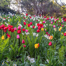 Fall-Planted Flower Bulbs