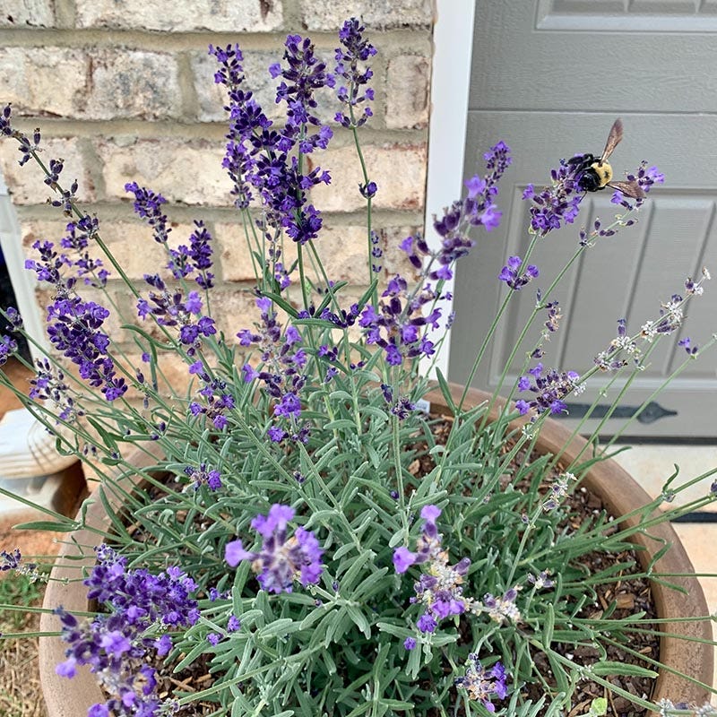 lavender plants in pots for sale FlowerKisser™ After Midnight English Lavender, Lavandula