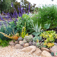 Desert Landscaping Plants