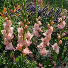 Spring-Planted Flower Bulbs