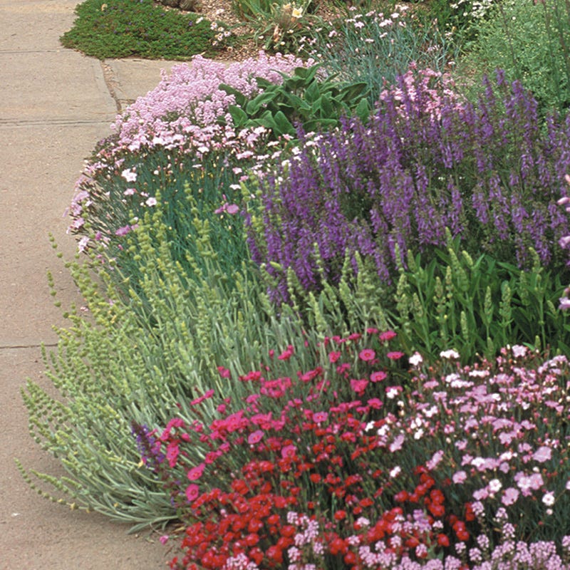Soft Colors Inferno Strip Pre-Planned Garden