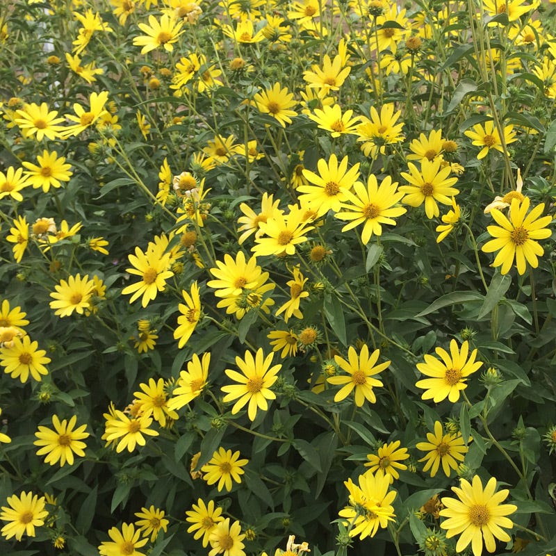 Undaunted Lemon Max Maximilian's Sunflower - Thumbnail 3