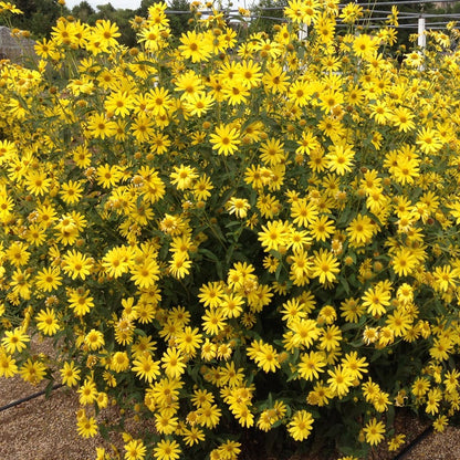 Undaunted® Lemon Max Maximilian's Sunflower