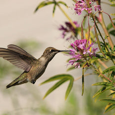 Hummingbird Plants
